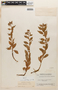 Lysimachia steyermarkii image