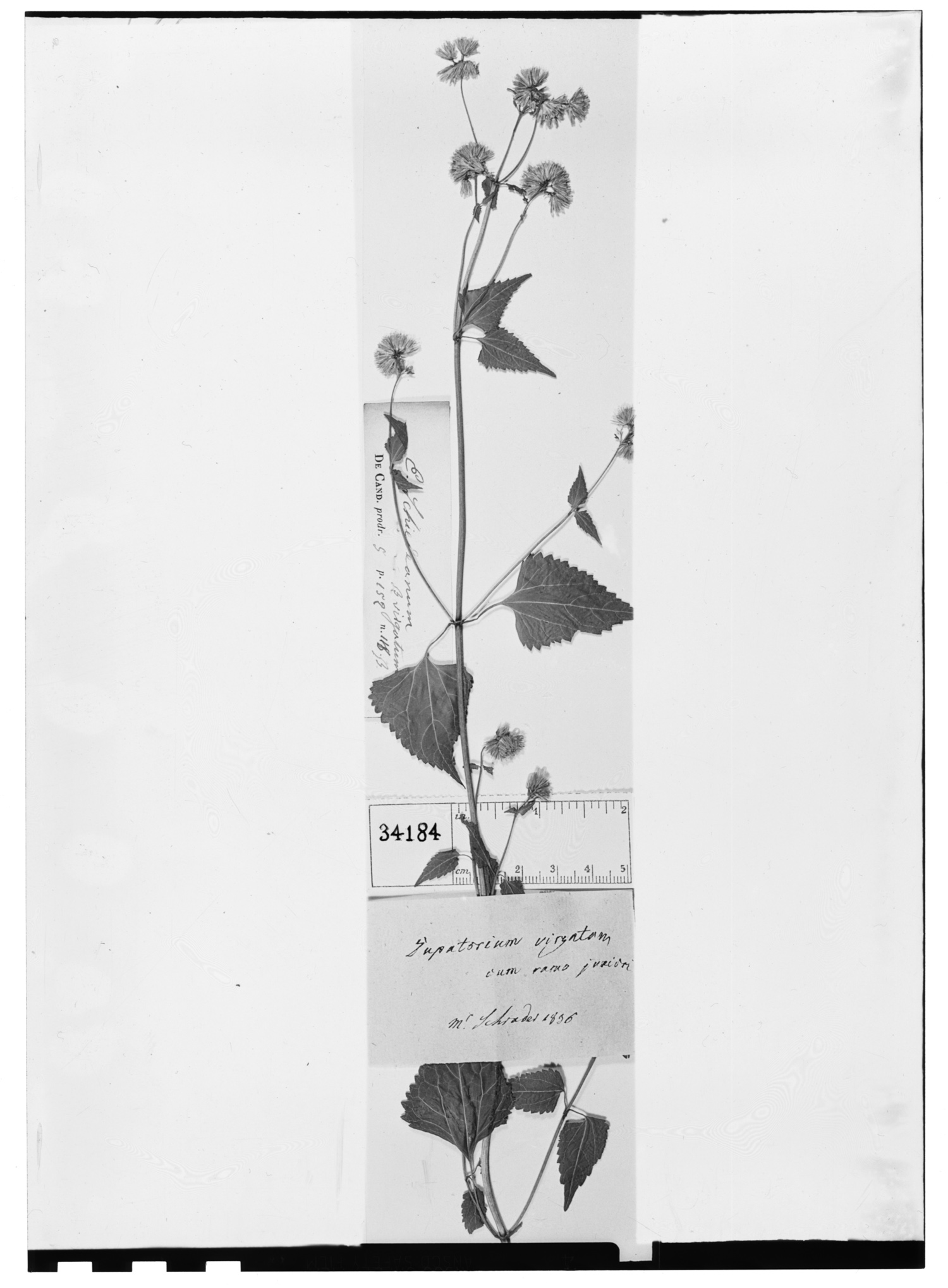 Fleischmannia diversifolia image