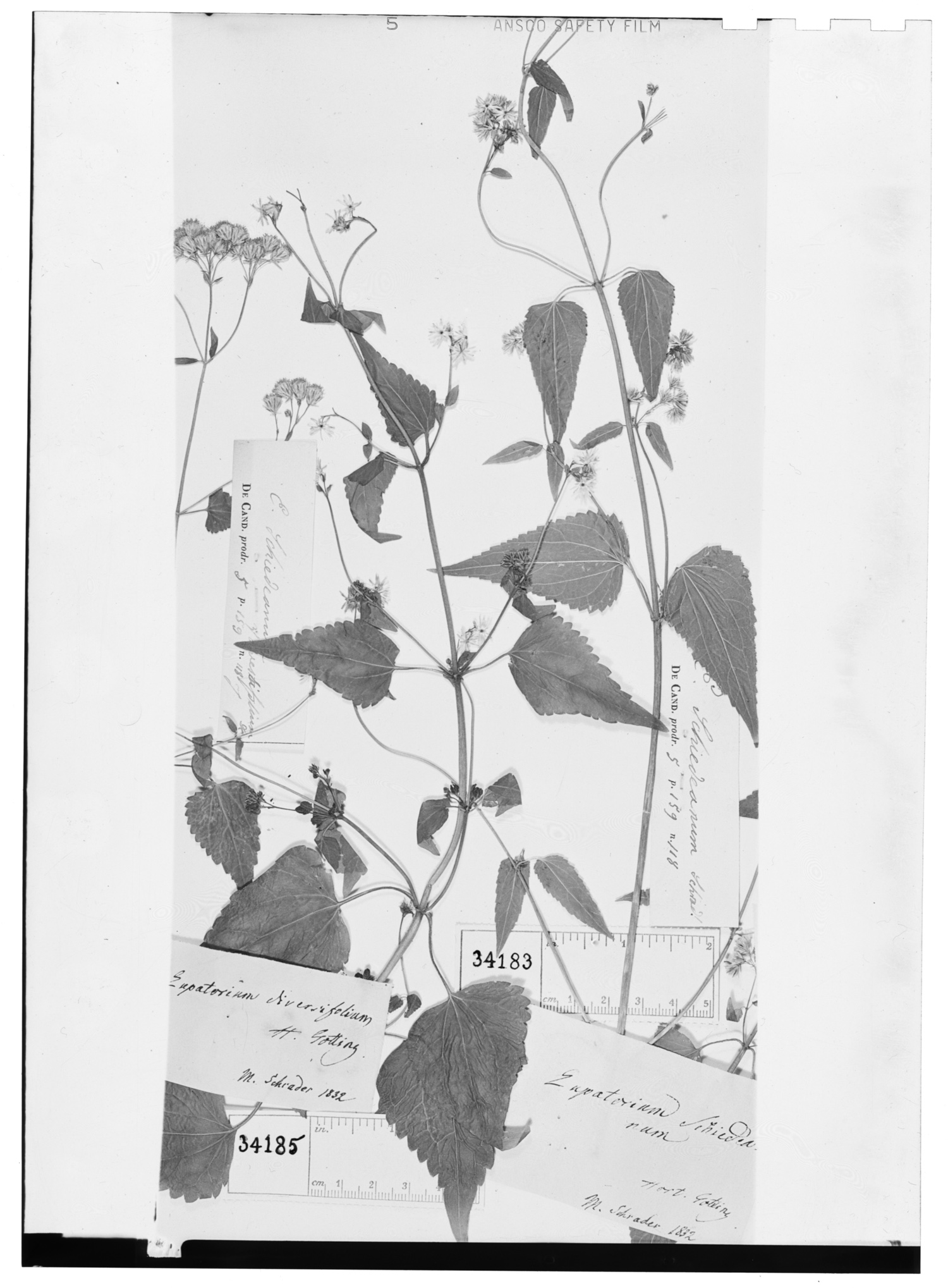 Fleischmannia diversifolia image