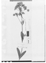 Field Museum photo negatives collection; Genève specimen of Eupatorium dodonaeifolium DC., PERU, E. F. Poeppig 18, Type [status unknown], G-DC