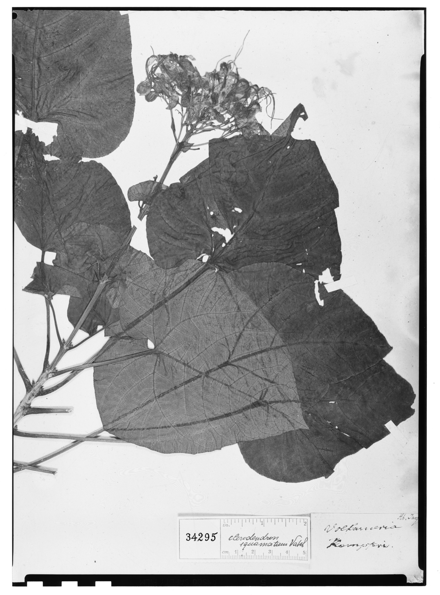 Clerodendrum japonicum image
