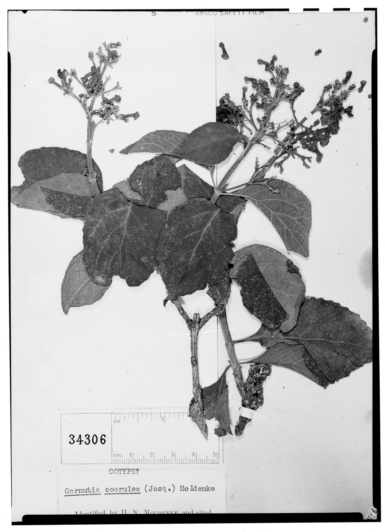 Cornutia coerulea image