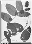 Field Museum photo negatives collection; Wien specimen of Aegiphila cordata Poepp. ex Walp., PERU, E. F. Poeppig 2158, Isotype, W