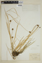 Carex nervina image