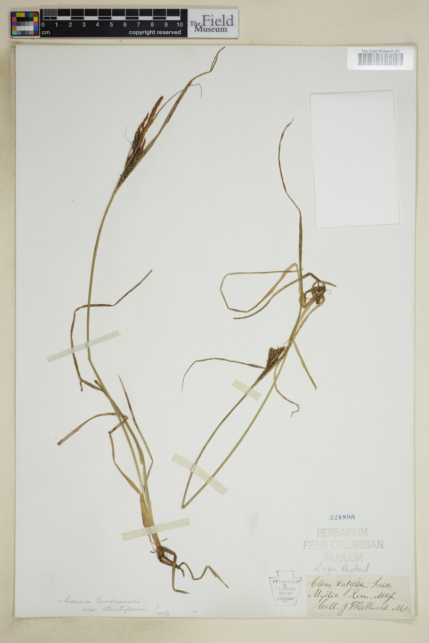 Carex nigra image