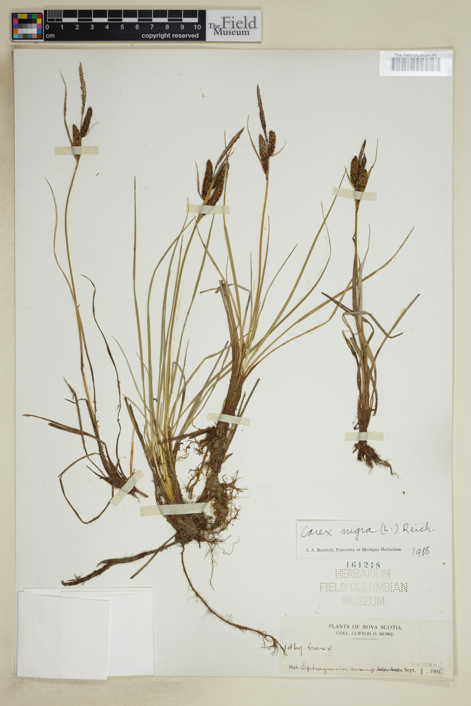 Carex nigra image