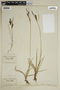 Carex nigra image