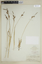 Carex nigra image