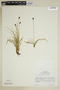 Carex nigricans C. A. Mey., U.S.A., R. G. Stolze 1103, F