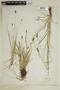 Carex norvegica image