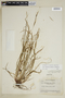 Carex oligocarpa image