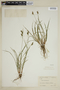 Carex pallescens image