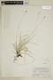 Carex peckii image