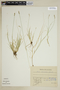Carex laeviculmis Meinsh., U.S.A., E. Hultén, F