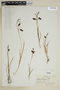 Carex limosa image