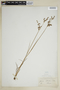 Juncus elliottii image