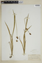 Juncus ensifolius image