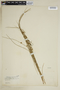 Juncus filiformis image