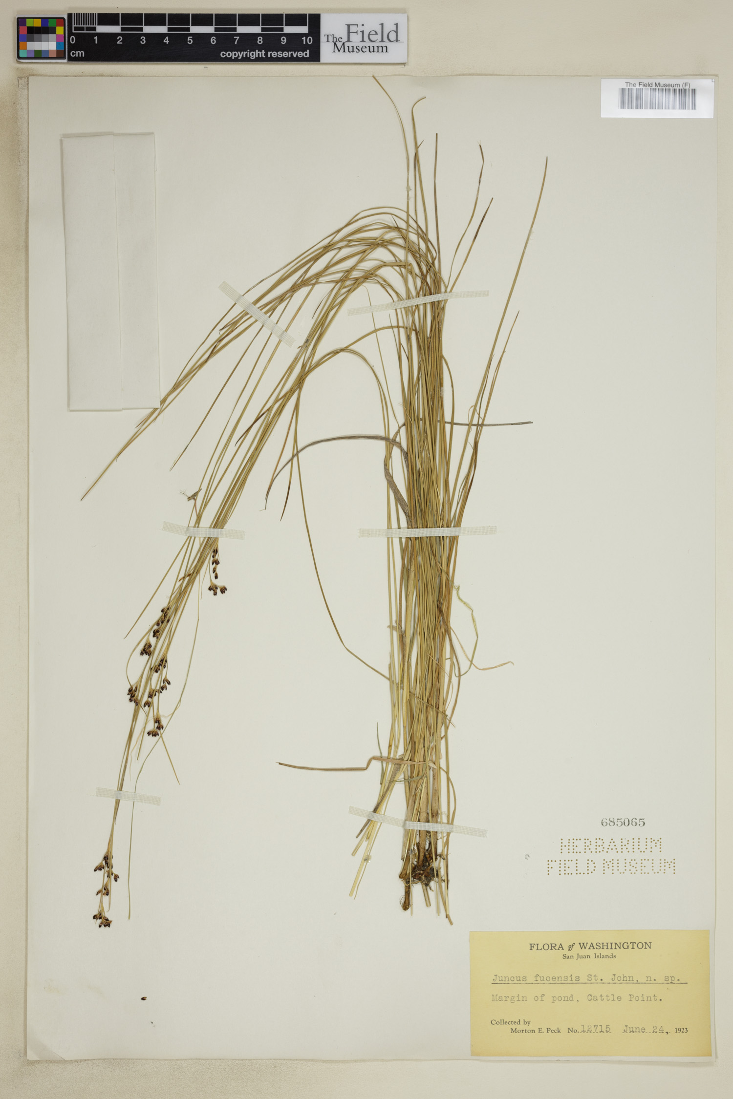 Juncus gerardi subsp. gerardi image