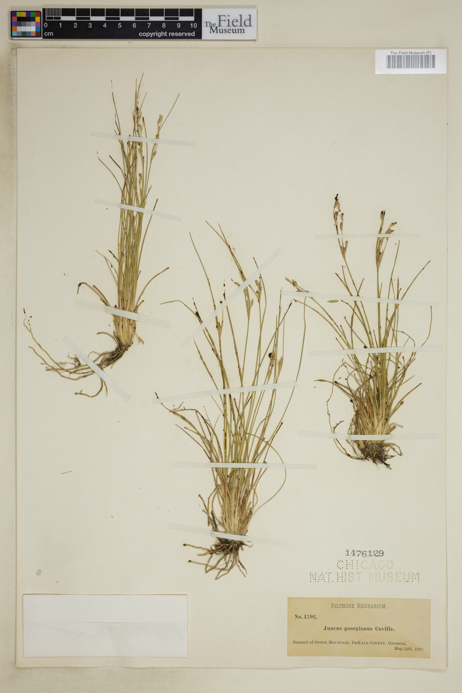 Juncus georgianus image