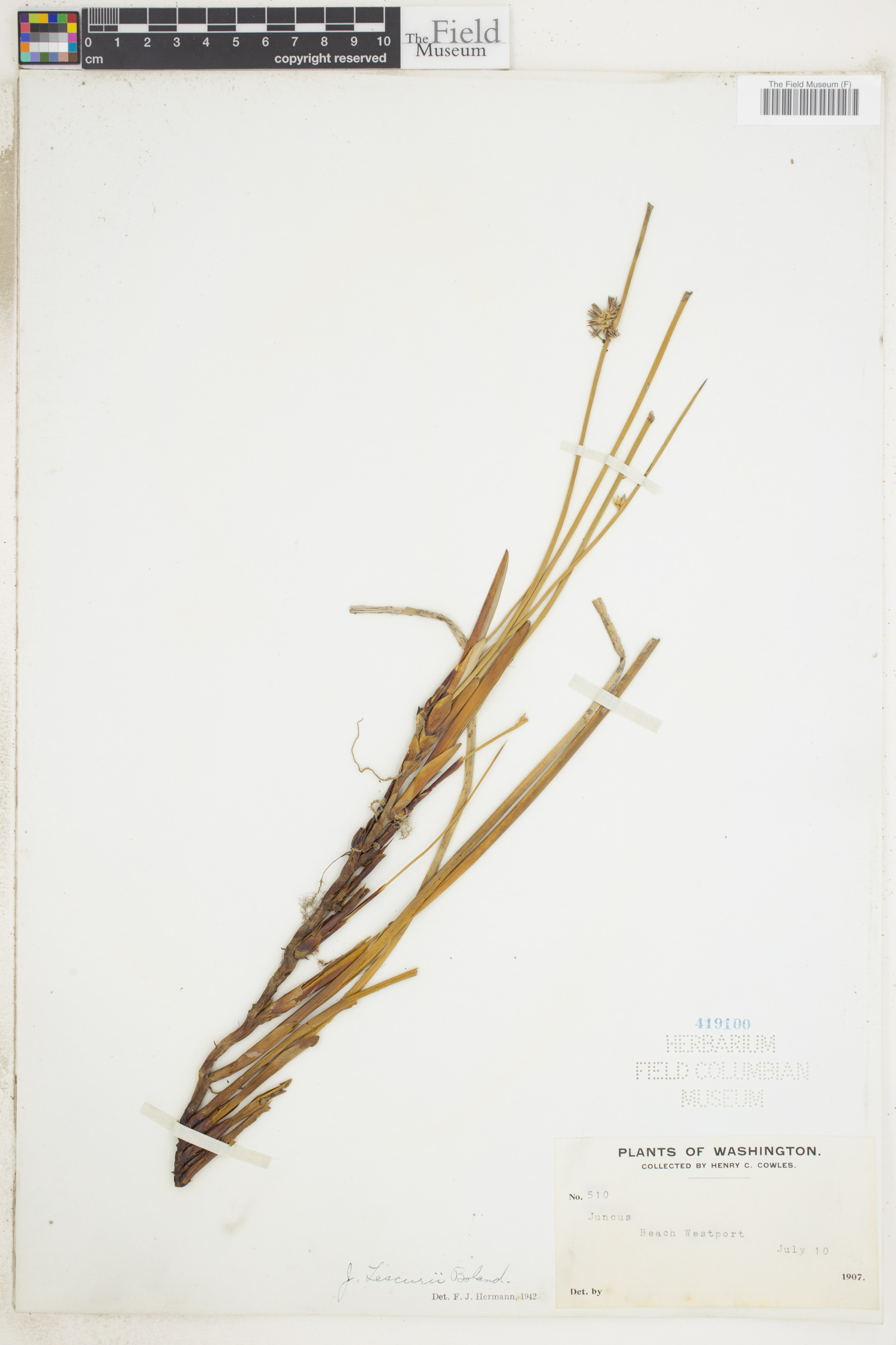 Juncus lesueurii image