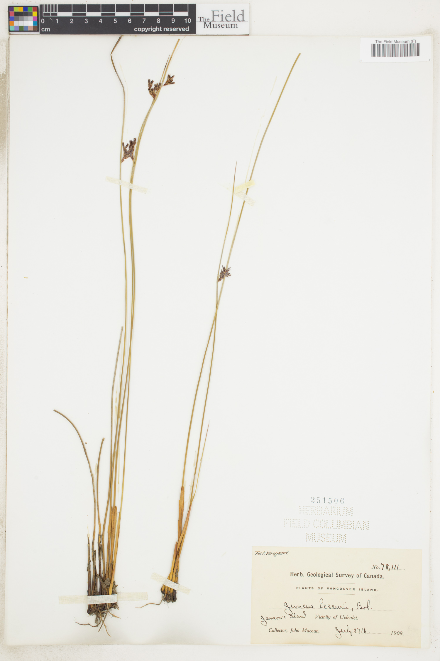 Juncus lesueurii image