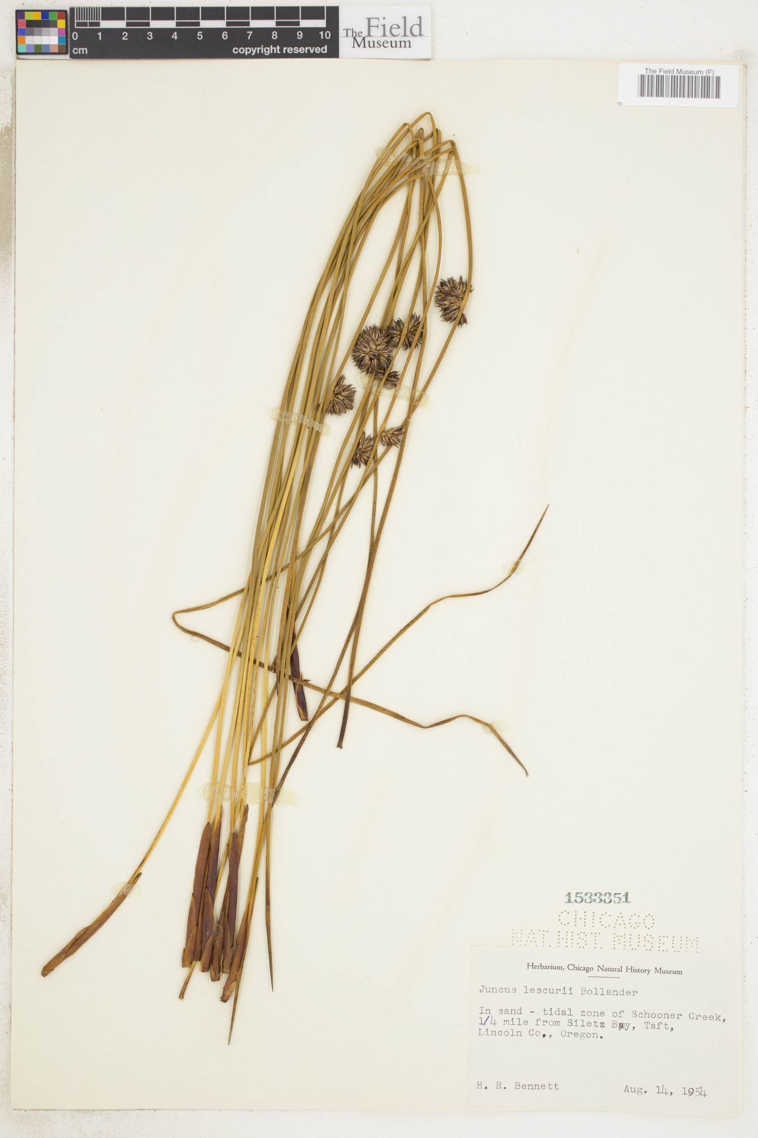 Juncus lesueurii image