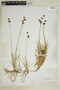 Juncus longistylis image