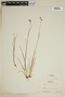 Juncus marginatus Rostk., U.S.A., R. L. Schaeffer 20182, F