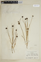 Juncus mertensianus image