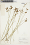 Juncus nodosus image