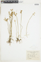 Juncus nodosus image