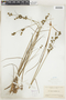 Juncus scirpoides Lam., U.S.A., E. L. Morris 164, F