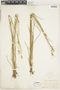 Juncus scirpoides Lam., U.S.A., J. B. Brinton, F