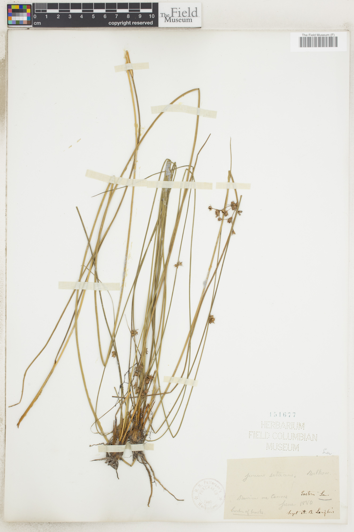 Juncus coriaceus image