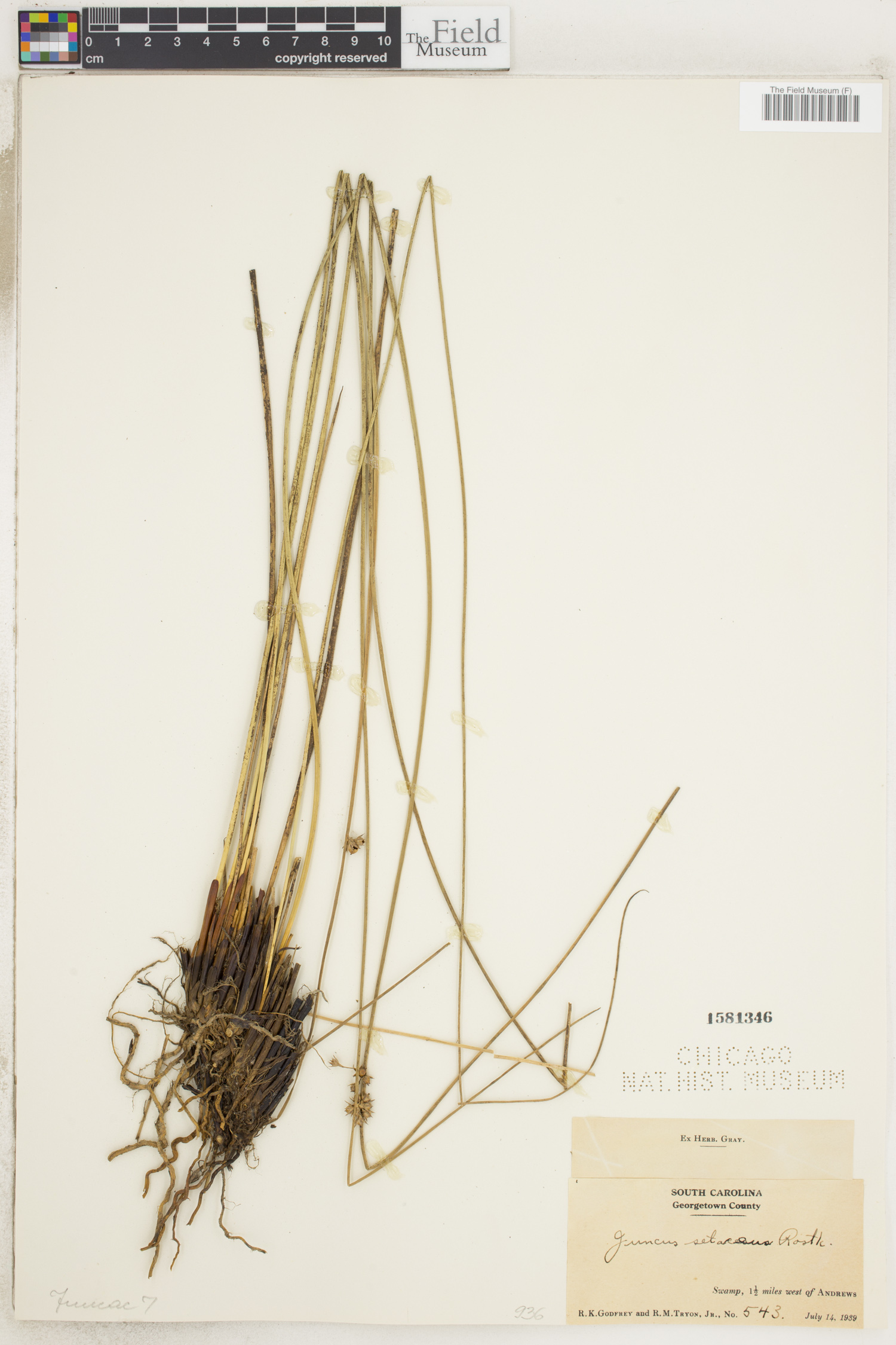 Juncus coriaceus image