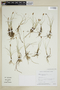 Carex duriuscula image