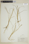 Carex lenticularis var. limnophila image