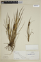 Carex lenticularis image