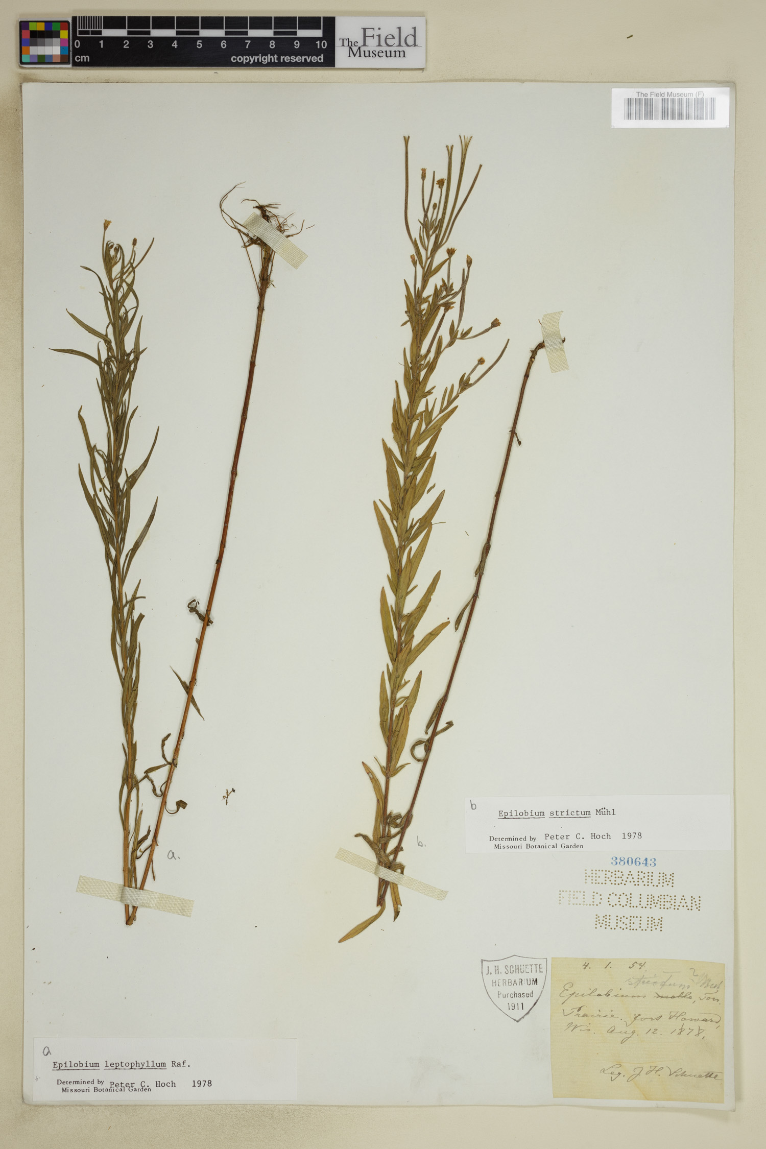 Epilobium strictum image