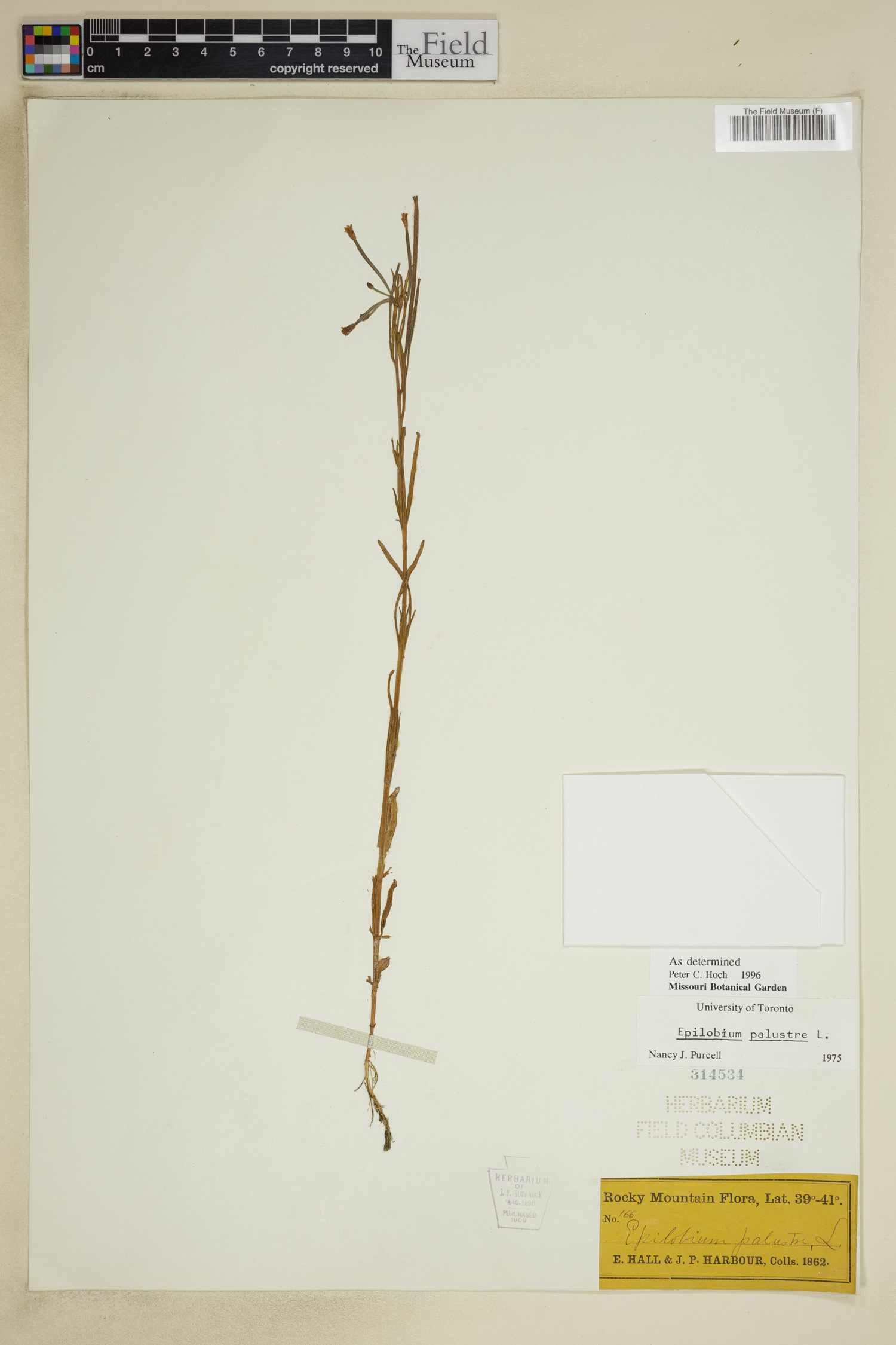 Epilobium palustre image