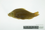 10212:Cyprinus carpio:1::::Cyprinidae:237:ACW1923-5:North America:U.S.A.