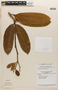 Hymenaea oblongifolia var. palustris (Ducke) Y. T. Lee & Langenh., Brazil, G. T. Prance 1660, F