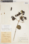 Coutarea hexandra (Jacq.) K. Schum., Colombia, Hermano Elias 1087, F