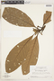 Duroia eriopila L. f., SURINAME, H. S. Irwin 55852, F
