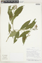 Faramea multiflora A. Rich. ex DC., Bolivia, I. G. Vargas C. 1214, F