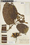 Ladenbergia macrocarpa (Vahl) Klotzsch, Colombia, Y. Mexía 7642, F