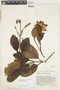 Ladenbergia macrocarpa (Vahl) Klotzsch, Ecuador, J. A. Steyermark 54756, F