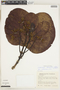 Ladenbergia oblongifolia (Mutis) L. Andersson, Colombia, H. García-Barriga 18832, F