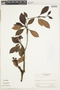 Pagamea guianensis Aubl., GUYANA, R. S. Cowan 2175, F